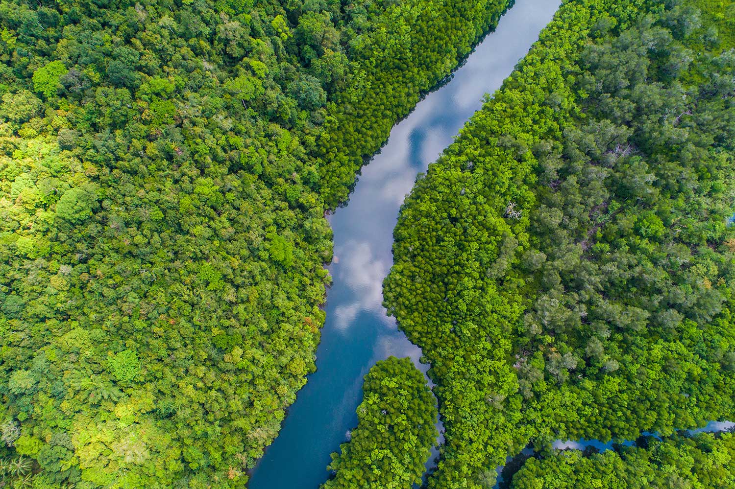 River through a forest